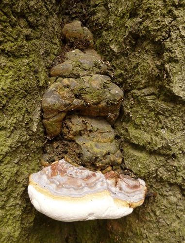A young fruit body beneath a senescent tier on beech at Hampstead Heath, UK.